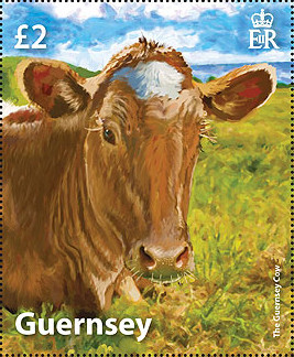 Colnect-3342-111-Golden-Guernsey-Cow.jpg