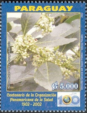 Colnect-1300-534-Ilex-paraguayensis.jpg