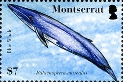 Colnect-1523-981-Blue-Whale-Balaenoptera-musculus.jpg