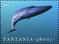Colnect-1696-283-Blue-Whale-Balaenoptera-musculus.jpg