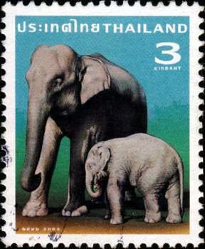 Colnect-2334-563-Asian-Elephant-Elephas-maximus.jpg