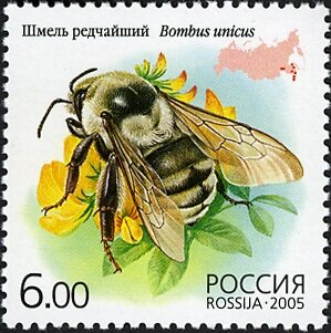 Colnect-6229-670-Bumblebee-Bombus-unicus.jpg