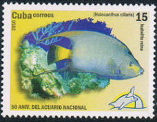 Colnect-2861-478-Queen-Angelfish-Holacanthus-ciliaris.jpg