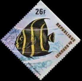 Colnect-3307-485-Gray-Angelfish-Pomacanthus-arcutus.jpg