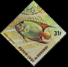 Colnect-3310-811-Queen-Angelfish-Holacanthus-ciliaris.jpg