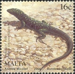Colnect-657-547-Maltese-Wall-Lizard-Podarcis-filfolensis.jpg