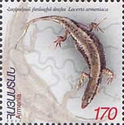 Colnect-724-737-Armenian-Lizard-Lacerta-armeniaca.jpg