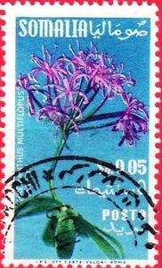 Colnect-1275-573-Flower-Apocynacae.jpg