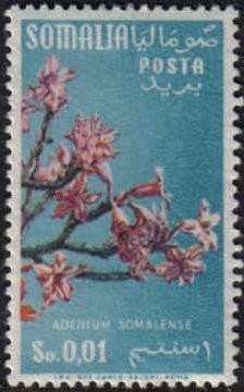 Colnect-1275-592-Flower-Apocynacae.jpg