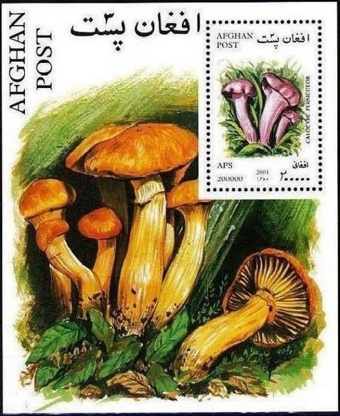 Colnect-2230-555-Calocybe-persicolor.jpg