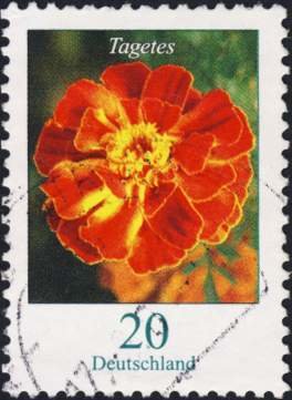 Colnect-2313-005-Flowers---Tagetes.jpg
