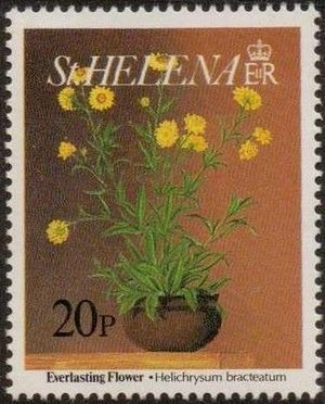 Colnect-4718-405-Everlasting-flower-Helichrysum-bracteatum.jpg