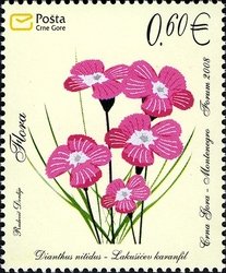 Colnect-491-483-Carpathian-Glossy-Pink-Dianthus-Nitidus.jpg