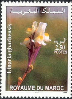 Colnect-617-462-Moroccan-flora---Linaria-gharbensis.jpg