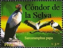 Colnect-1584-987-King-Vulture-Sarcoramphus-papa.jpg
