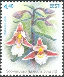 Colnect-420-609-Epipactis-palustris---Marsh-Helleborine.jpg