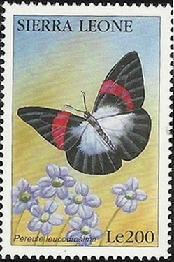 Colnect-2560-487-Butterfly-Pereute-leucodrosime.jpg