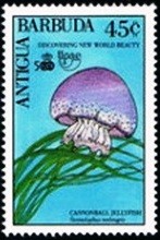 Colnect-2992-524-Cannonball-Jellyfish-Stromolophus-meleagris.jpg
