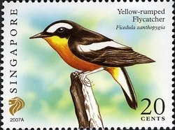 Colnect-614-043-Yellow-rumped-Flycatcher-Ficedula-zanthopygia.jpg