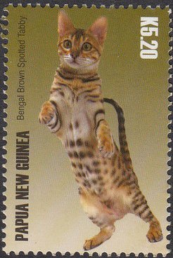 Colnect-4215-344-Bengal-brown-spotted-tabby.jpg