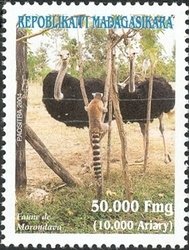 Colnect-1458-379-Ostrich-Struthio-camelus-Ring-tailed-Lemur-Lemur-catta.jpg