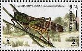 Colnect-3478-607-Migratory-locust.jpg