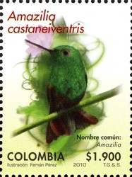 Colnect-1701-417-Chestnut-bellied-Hummingbird-Amazilia-castaneiventris.jpg