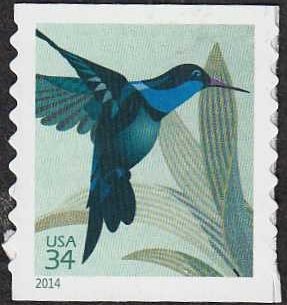 Colnect-4048-839-Broad-billed-Hummingbird-Cynanthus-latirostris.jpg