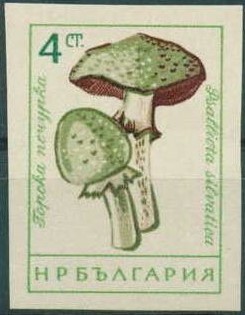 Colnect-1668-915-Small-blood-mushroom-Agaricus-silvaticus.jpg
