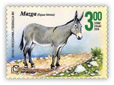 Colnect-3752-886-Mule-Equus-mulus.jpg