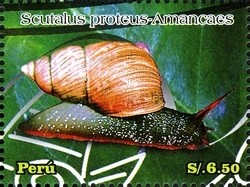 Colnect-1594-987-Land-Snail-Scutalus-proteus.jpg