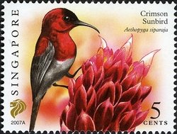 Colnect-614-041-Crimson-Sunbird-Aethopyga-siparaja.jpg