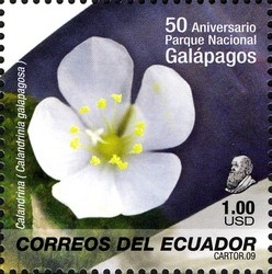 Colnect-506-585-Calandrinia-galapagosa.jpg