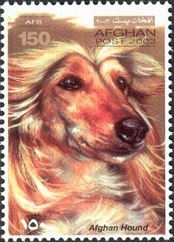 Colnect-543-724-Afghan-Hound-Canis-lupus-familiaris.jpg