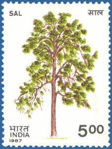 Colnect-559-504-Indian-Trees--Sal.jpg