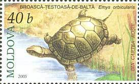 Colnect-800-303-European-Pond-Turtle-Emys-orbicularis.jpg