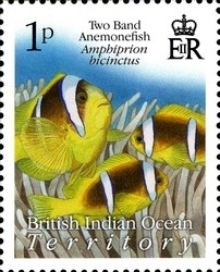 Colnect-1424-643-Twoband-Anemonefish-Amphiprion-bicinctus-.jpg
