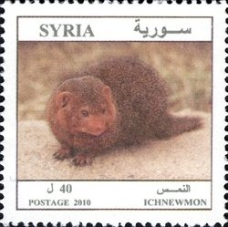 Colnect-1427-330-Egyptian-Mongoose-Herpestes-ichneumon.jpg