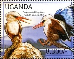 Colnect-1716-945-Greyheaded-Kingfisher-Halcyon-leucocephala.jpg