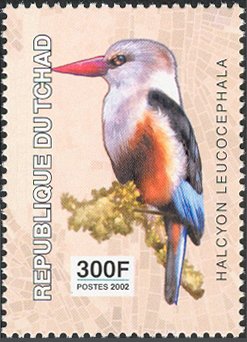 Colnect-2395-313-Grey-headed-Kingfisher-Halcyon-leucocephala.jpg
