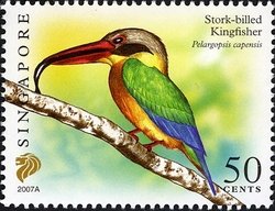 Colnect-614-044-Stork-billed-Kingfisher-Pelargopsis-capensis.jpg