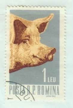 1962-romania-pig.JPG