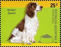 Colnect-1261-500-Springer-Spaniel-Canis-lupus-familiaris.jpg