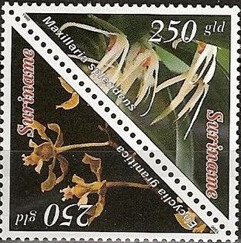 Colnect-2272-452-Encyclia-Granitica-Maxillaria-Splendens.jpg