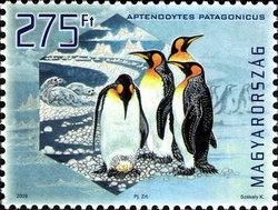 Colnect-500-598-King-Penguin-Aptenodytes-patagonicus---iridescent.jpg