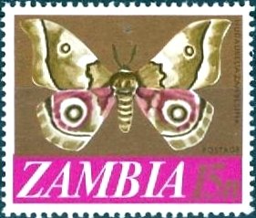 Colnect-864-859-Moth-Nudaurelia-zambesina.jpg