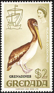 Colnect-1203-336-Brown-Pelican----Pelecanus-occidentalis.jpg