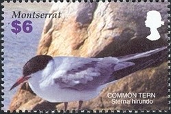 Colnect-1530-077-Common-Tern-Sterna-hirundo.jpg
