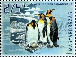 Colnect-500-594-King-Penguin-Aptenodytes-patagonicus.jpg