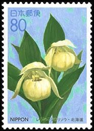 Colnect-820-254-Lady-s-Slipper-of-Rebun-Orchid-Cypripedium-macranthum-var-.jpg